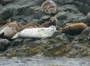 Juneau Sea Lions 1